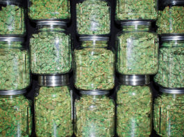 Marijuana Goes Mainstream