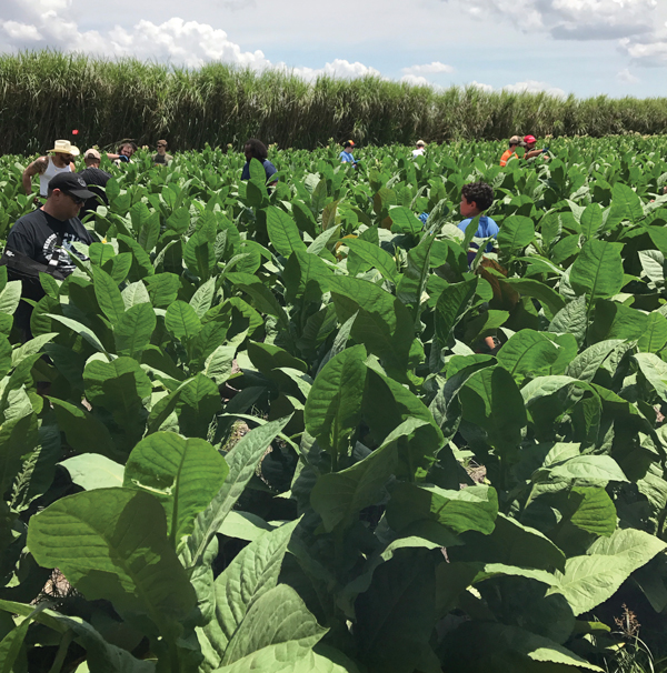 Jeff Borysiewicz's Florida Sun Grown Tobacco FSG