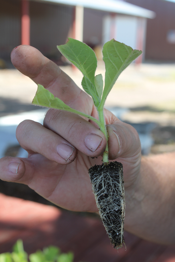 Jeff Borysiewicz's Florida Sun Grown Tobacco FSG