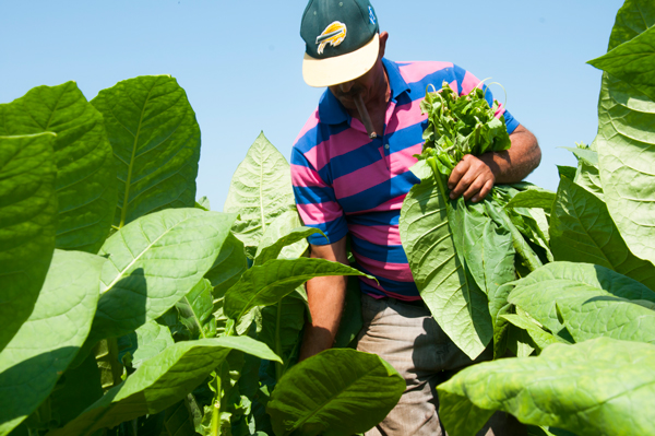 La Aurora Cigars 