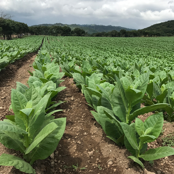 Plasencia Cigars 