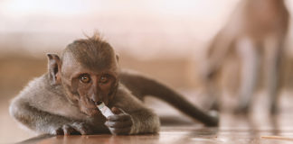 PETA and Tobacco Companies Team Up to Save Animals from Testing