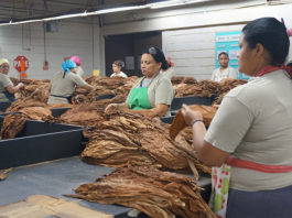 Cigar Factories Around the World Impacted by Coronavirus