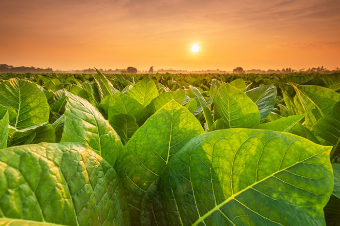 BAT Looks to Tobacco Plants For Coronavirus Vaccine