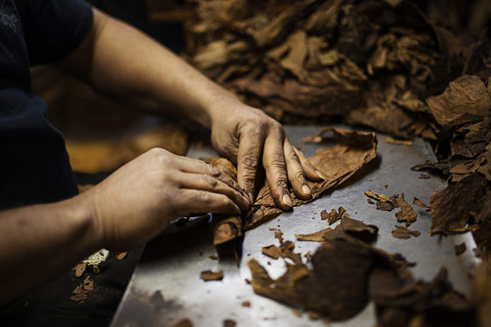 Hands Rolling Cigar